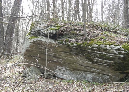 trees and rock