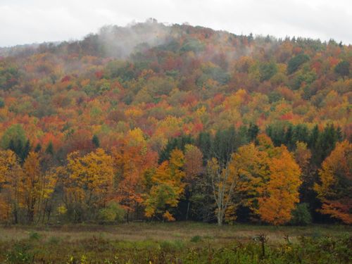 landscape in autumn